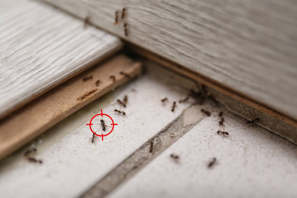 Reliable Delhi Hills, OH Pest Control Solutions